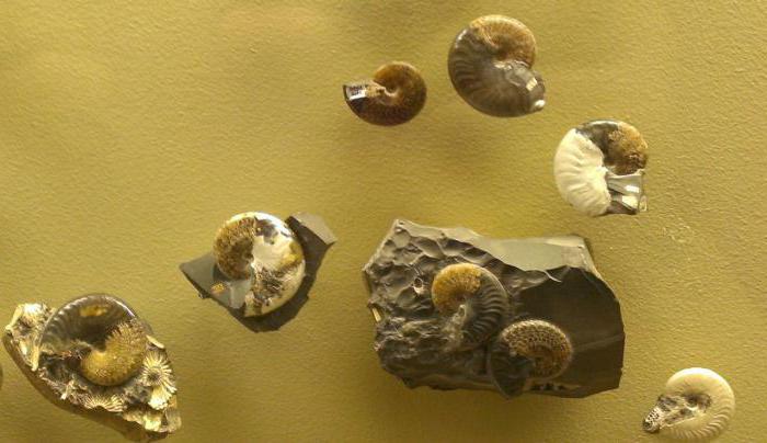 палеонтологический музей в москве
