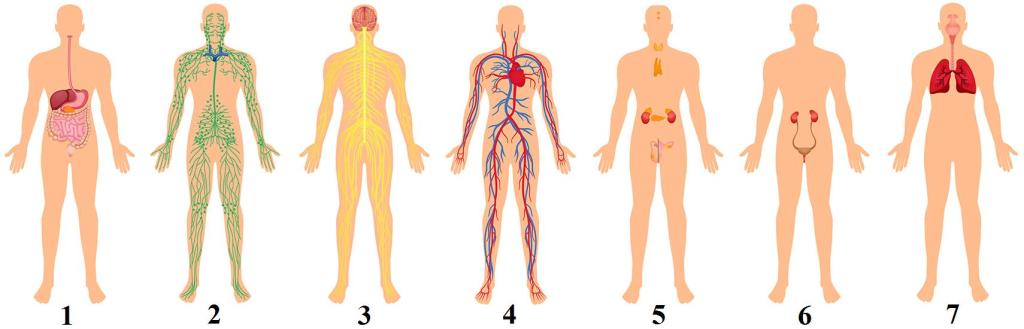 системы органов человека 