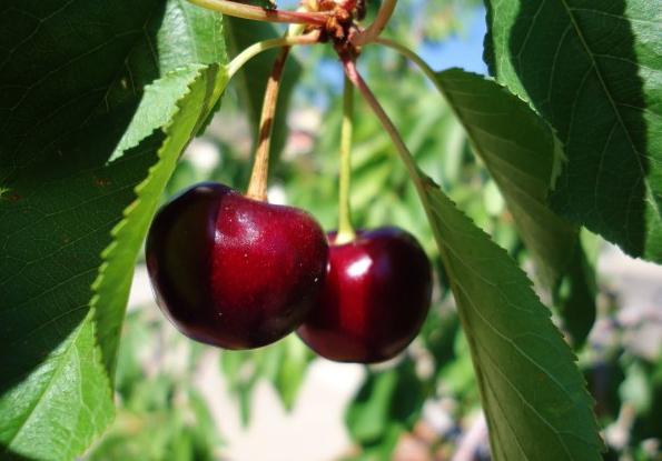 Hariton cherry description and characteristics