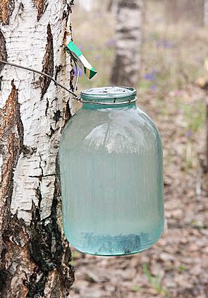 birch sap benefits and harm for children