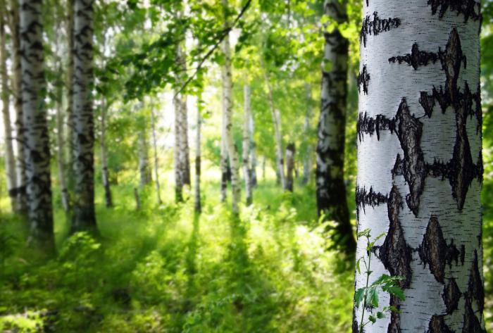 birch sap benefits and harm for pregnant women