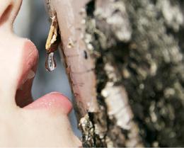 birch sap benefits and harm how to store
