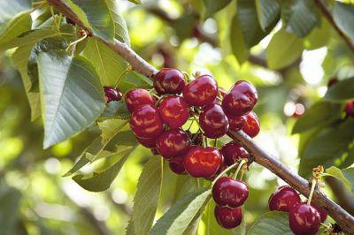 Turgenevskaya Cherry grade description