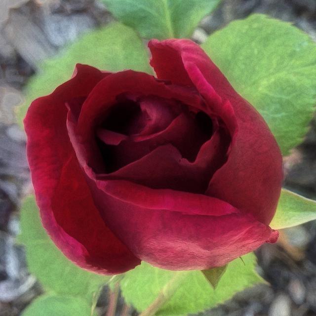 роза черный принц характеристика