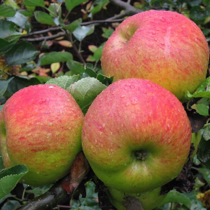 apple tree Oryol striped description of the variety