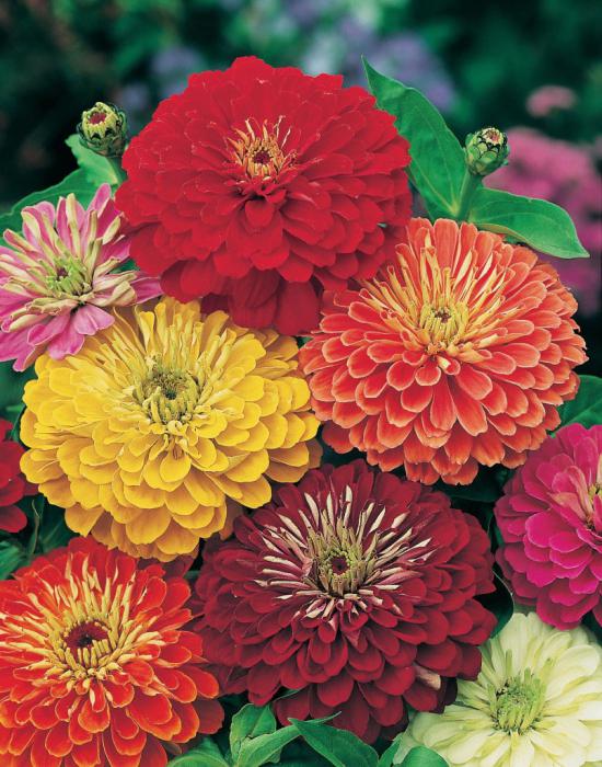 when to plant seedlings of zinnia in open ground