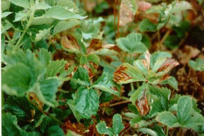 vertical strawberry wilting