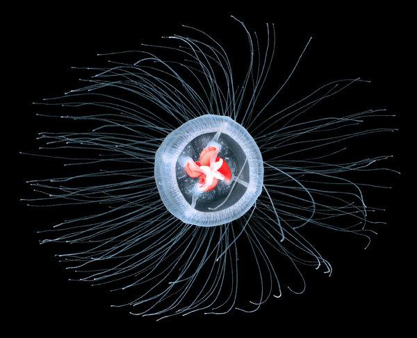 медуза гидроид бессмертна
