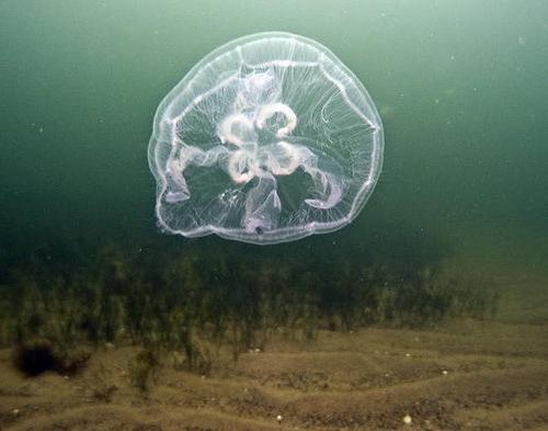 медуза гидроид