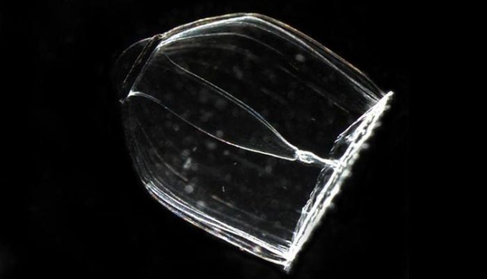 гидроид медуза с прозрачным телом