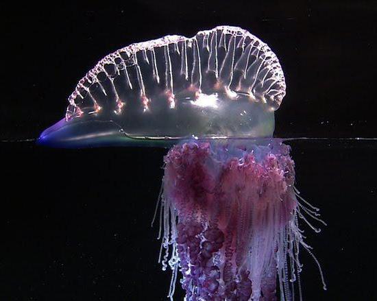 гидроид медуза строение