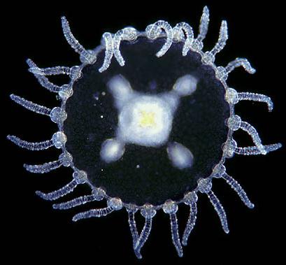 гидроид медуза физиология и размножение