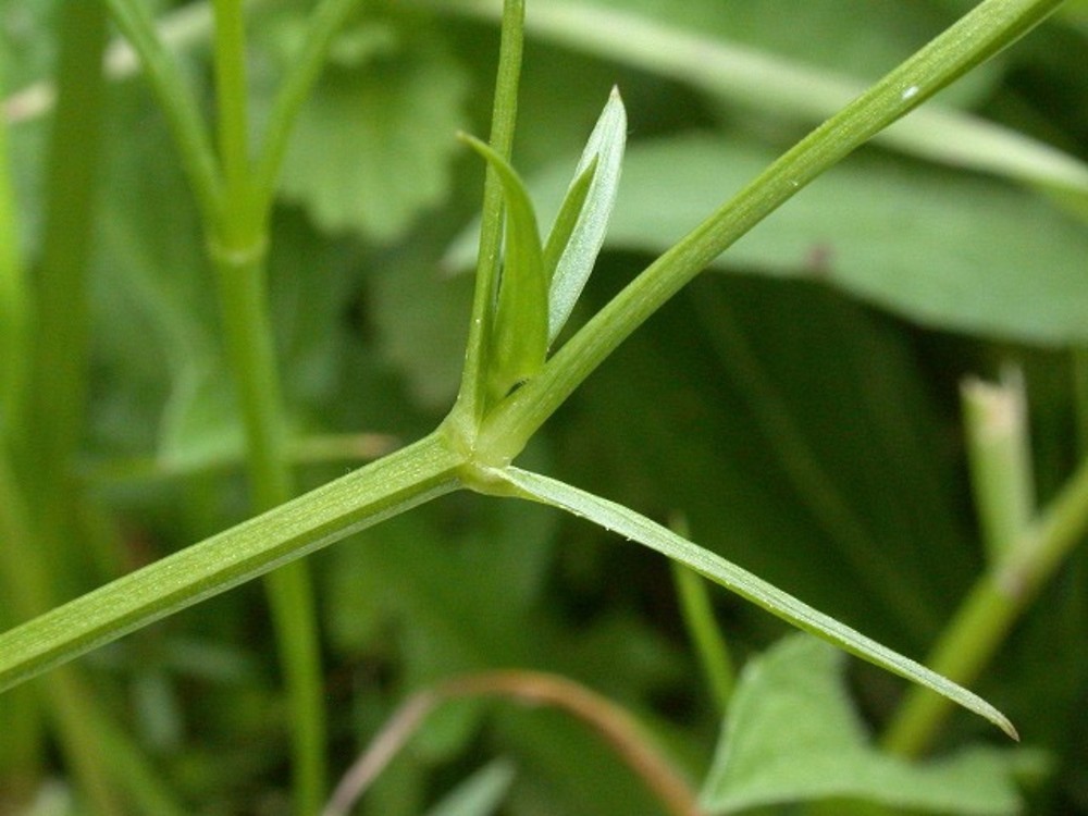 Полезные свойства травы мокрицы