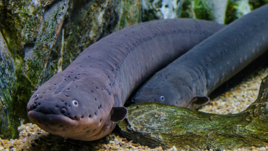 10 most dangerous fish in the world