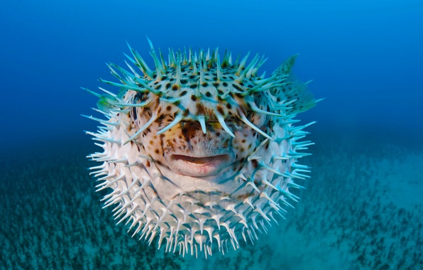 dangerous hedgehog fish