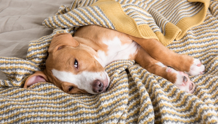 Чума плотоядных у собак: симптомы, лечение и фото