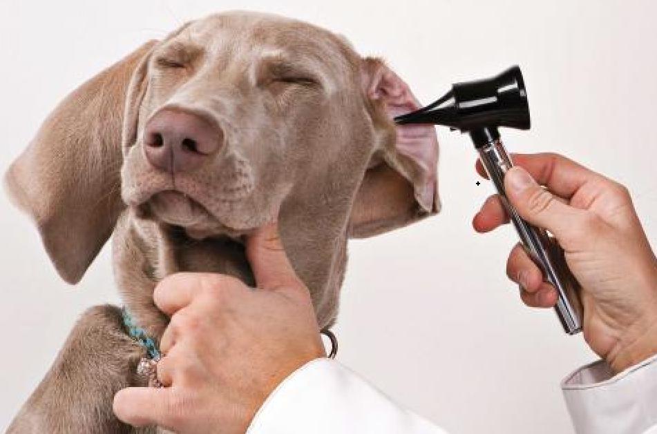 The dog has a swollen ear inside: what to do