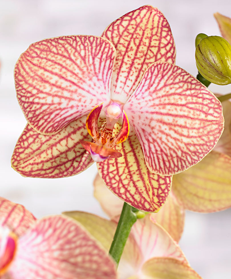 Орхидея равелло фото и описание сорта
