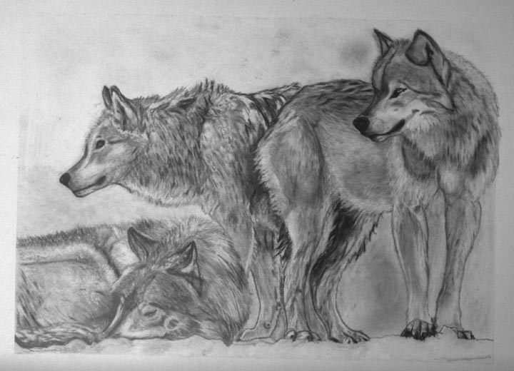 Толстой как волки учат своих. Волк толстой. Волк учит детей. Толстой волки волки. Рисунок как волки учат своих детей.