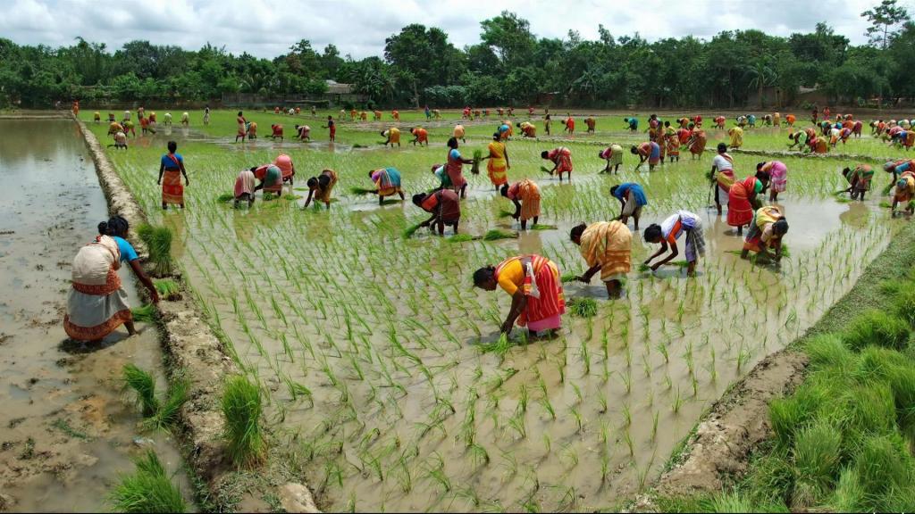 Обработка рисовых полей