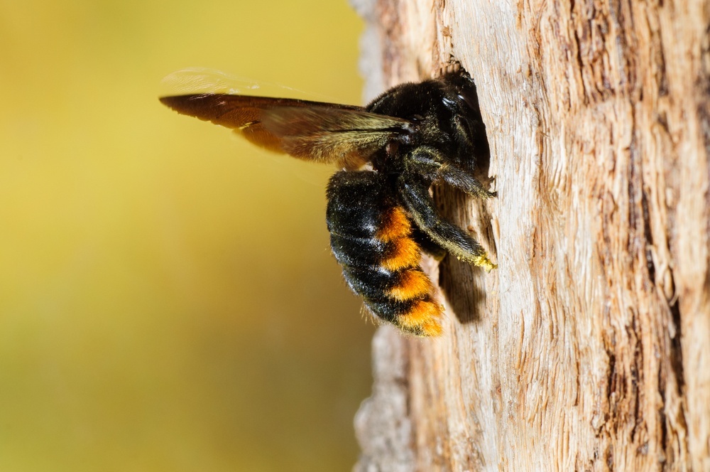 Хвойным пчел. Древесная пчела. Древесная Оса. Пчела плотник. Древесная пчела плотник.