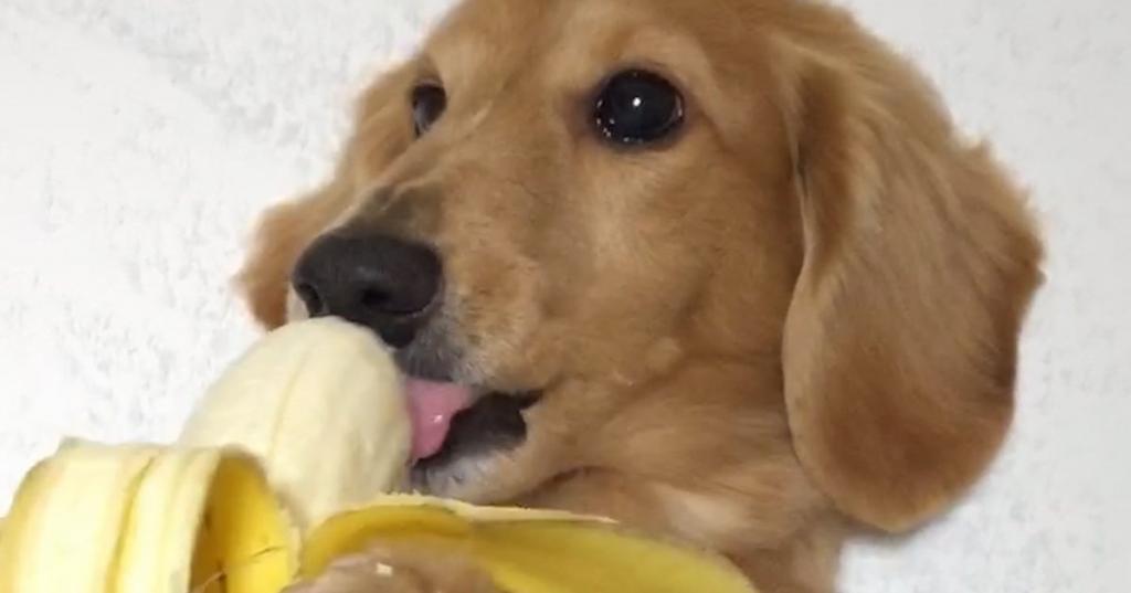 can a husky puppy have a banana