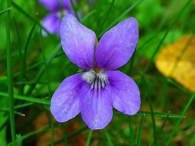 garden violet perennial photo