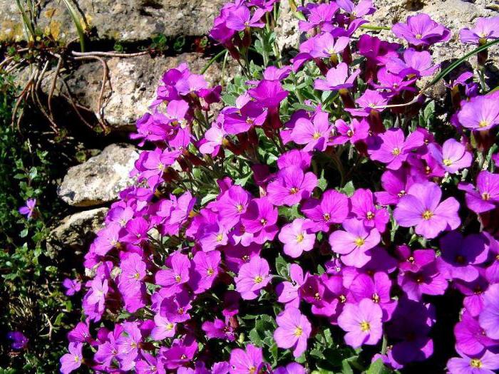 garden violets planting