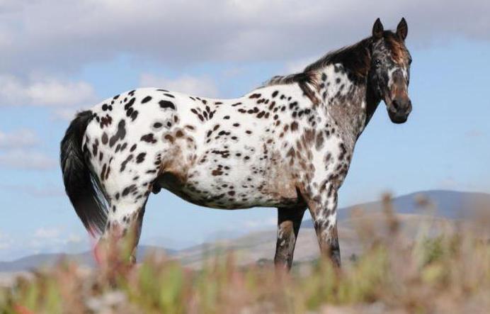 Аппалуза - верховые породы лошадей