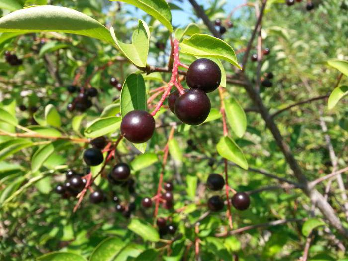 Bird cherry - tree or shrub