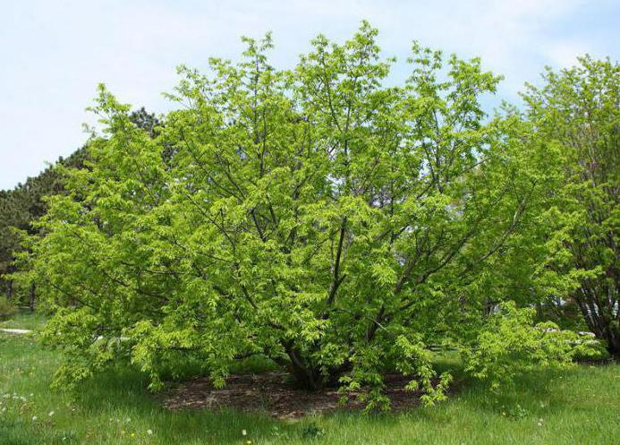 Черемуха Дерево Листья Фото