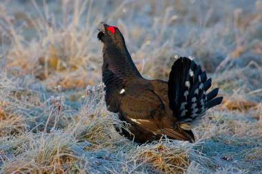 Capercaillie: description