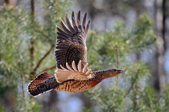 Capercaillie - bird