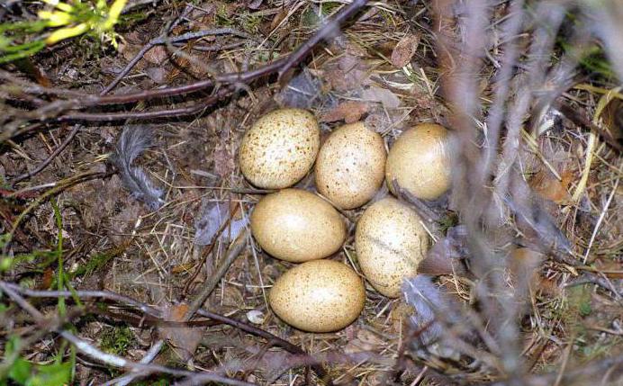 Capercaillie listed in the Red Book