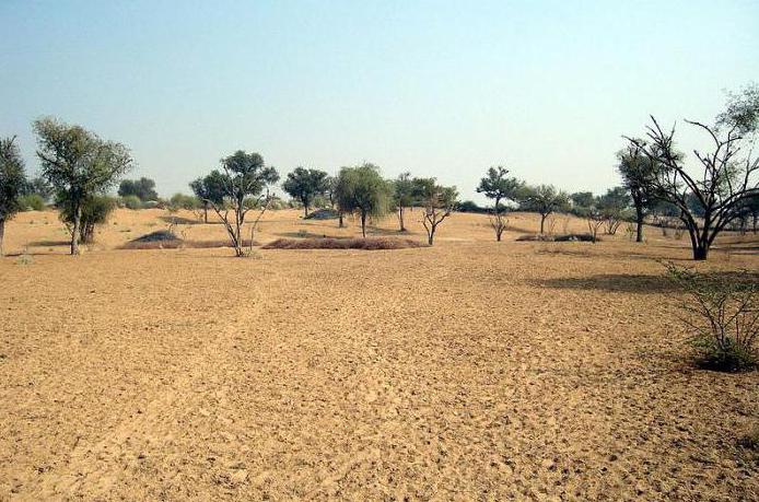 Desert Thar: photos