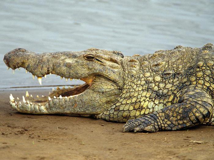 Крокодил Густав:фото