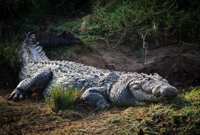 Крокодил-людоед Густав