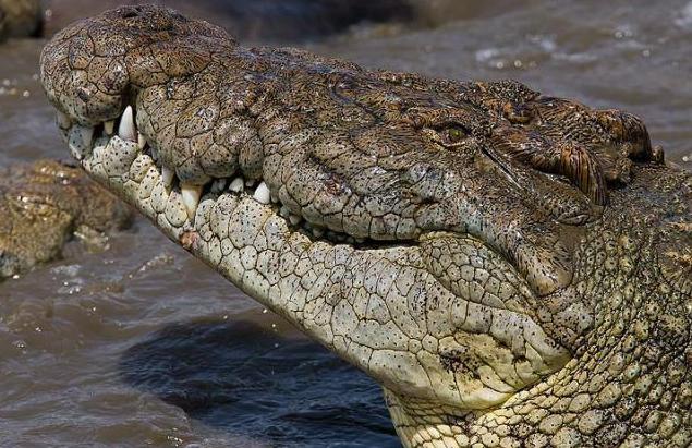 Крокодил Густав - самец Нильского крокодила