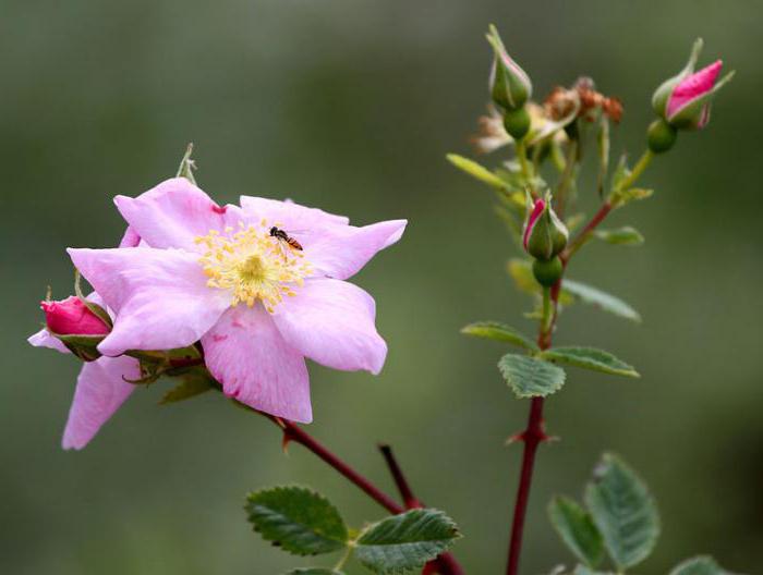 Как определить розу от шиповника по листьям фото