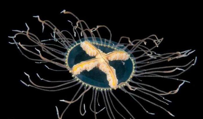 Медуза-крестовик: фото