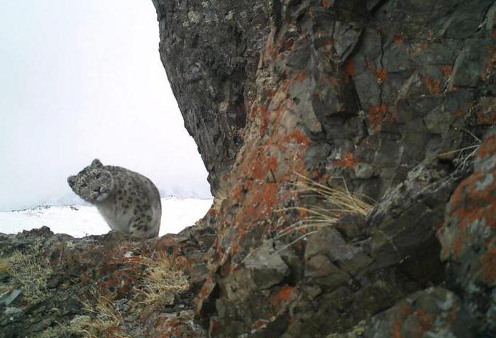 Saylyugemsky National Park: Kara-Ayra site