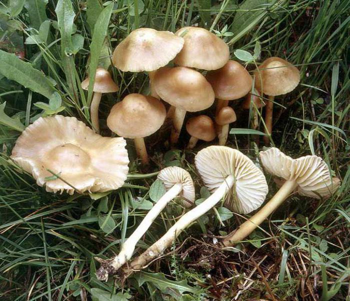 Самые ядовитые грибы России