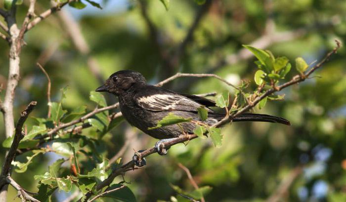 Black-headed gadget and puffer: how to distinguish