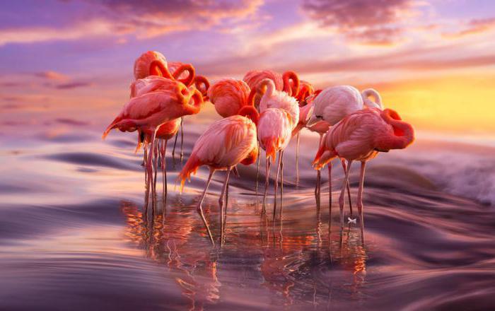 Цихлазома фламинго фото самца и самки