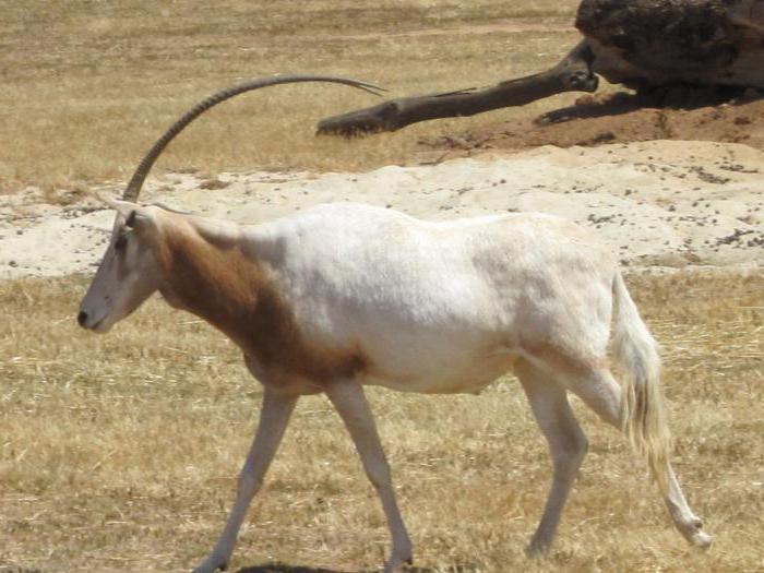 Species of saber-horn antelopes