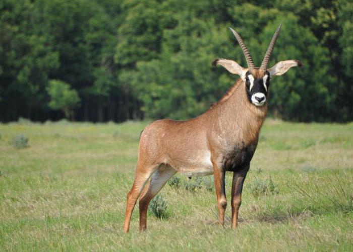 Saber-horned African Antelope