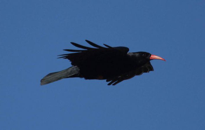 Black bird with a long red beak