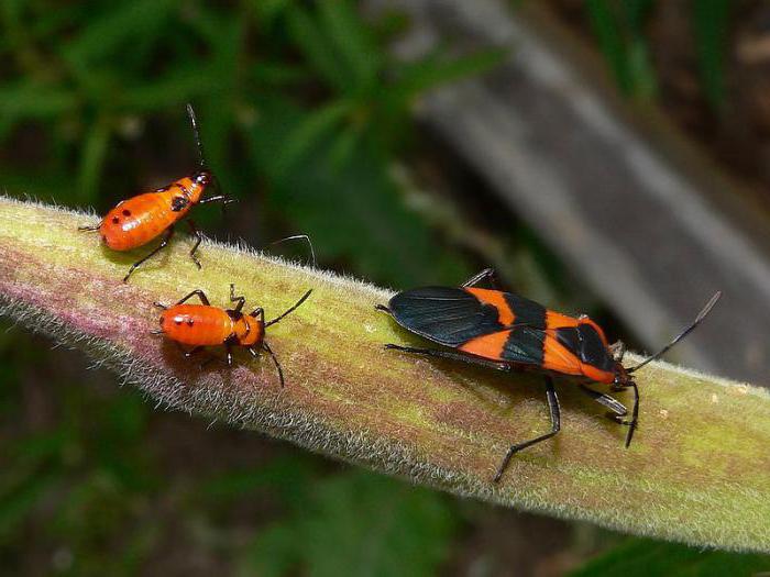Красные жуки с черными точками: фото