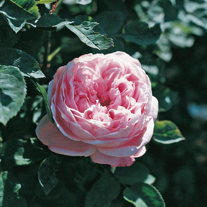 Rosa Baroness Description