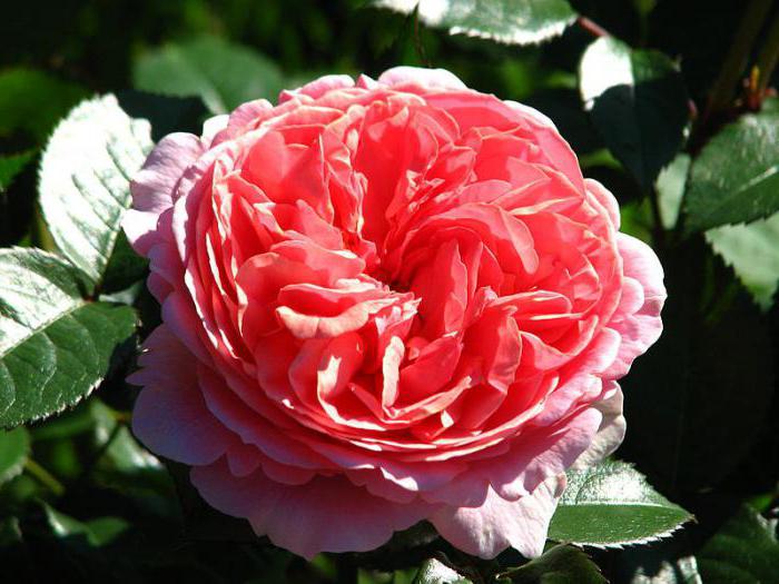 Rosa Baroness